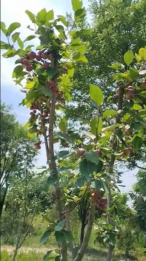 Apple Tree Full of Sweet Apples | Beautiful Red Apples on Tree