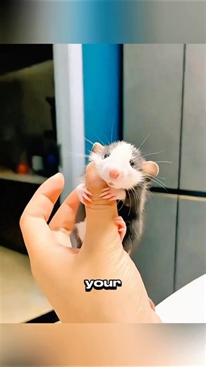 They Can Do WHAT?! 5 Shocking Fancy Mouse Facts! 🤯💥