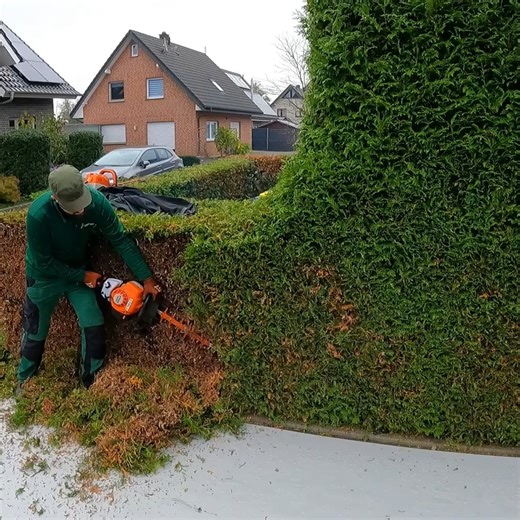 She DIDN'T WANT TO, but Still ASKED ME to REMOVE the 20 Year Old Hedge 🌱#satisfying #transformation #lawn #cleaning | Lawn Care Service