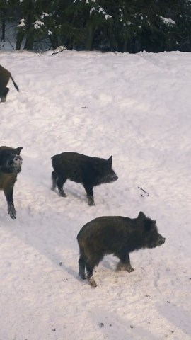 Does the Bible Actually Talk About Dinosaurs?