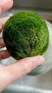 Aren’t they magical creatures? This are actually a unique form of algae, not moss as their name suggests.🌵IG @sacredelements.se 🌿 Bound together are thousands of tiny algae filament (imagine a ball of yarn) and they sink and float depending on their photosynthesis requirements and the circadian rhythm! We are still awaiting the return of our precious marimo to share with you all once more as our trusted supplier is growing them (slowly, they are the bonsai of the algae world) and we’re waiting