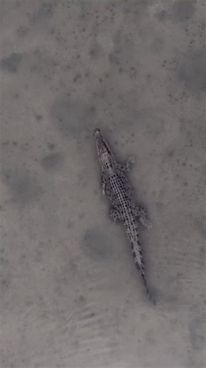 12K views · 292 reactions | Hey it’s the croc crew let me break it...