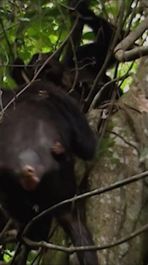 Chimpanzees Hunting and Sharing Prey #shorts