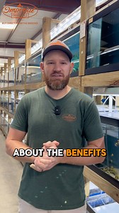 “Here are some of the benefits of having snails in your aquarium tank” | Imperial Tropicals