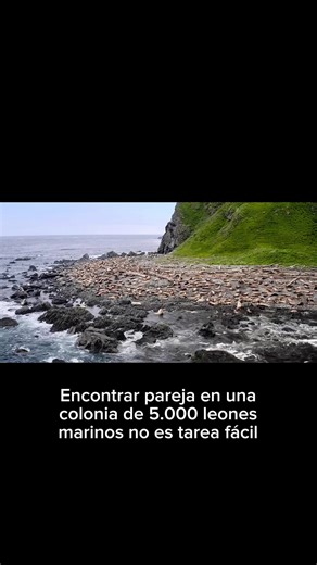 La vida de los leones marinos: de nacimiento a independencia