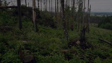 Eurasian Eagle-Owl Nest Hidden Under a Rock Ledge – Bubo bubo