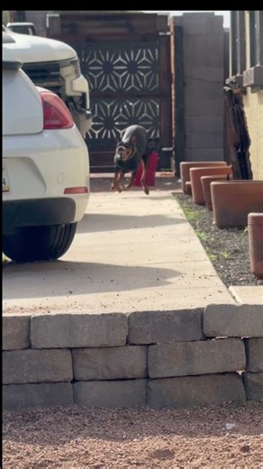 #doberman on the attack