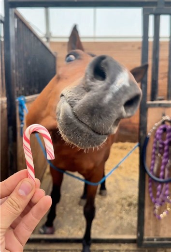 Discover the Humor in Horses: A Fun Look at Geldings