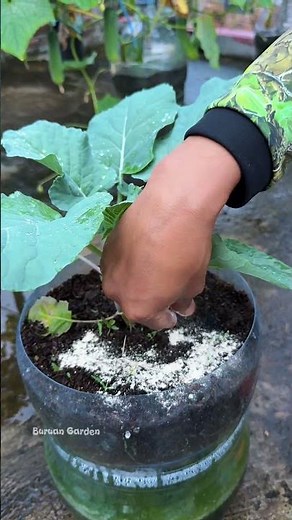 giving dolomite lime to plants. dolomite lime as a soil PH neutralizer #gardeningideas #gardening