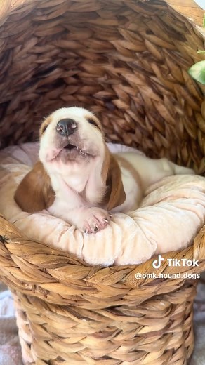 91 reactions · 3 comments | Trying to get little howls going! Tiktok- @ omk.hound.dogs | Basset Hound Heaven | Facebook