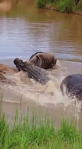 🔥 HIPPO SAVES WILDEBEEST? Crocodile Attack Turns Into CHAOTIC RIVER BATTLE! (Wildlife Drama)