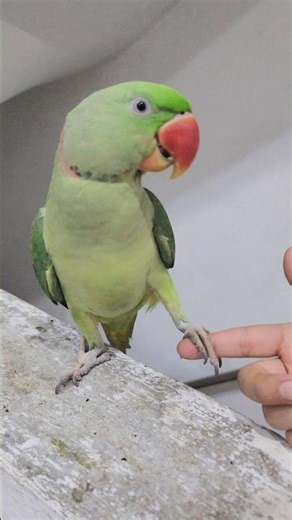 Parrot doing handshake #birds #shorts #fypシ゚viral #asmrsounds #viralvideos