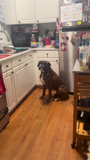 Dog's Taco Night Antics