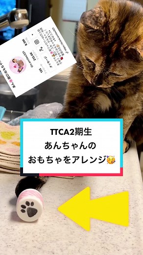 @あん🌸遊び/おもちゃ/知育 TTCA2期生同期の、あんちゃんが作ってたおもちゃをアレンジしたよ🥳鈴入れても良いかも🤔@あん🌸遊び/おもちゃ/知育 ←こちらがその動画🥰猫のおもちゃも手作りしたら、楽しいね🤭🎵あんちゃん💕また参考にさせてね🥰#tiktok猫部 #猫のいる暮らし #catsoftiktok #手作りおもちゃ #ttca2 #ttca2期生