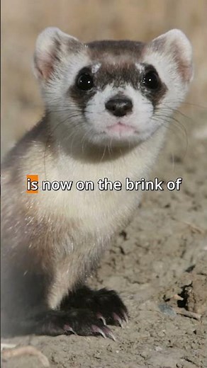 Ferrets Are Dying Out - Science Is Saving Them! #extinction #endangered #animals
