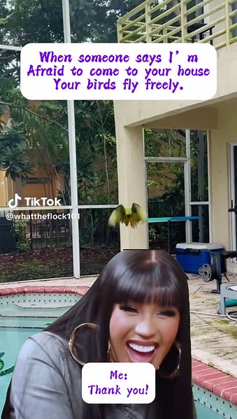 Living with Parrots: Embracing Avian Companions