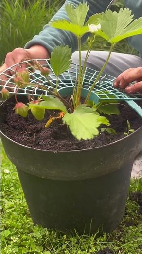 Growing Strawberries in Pots: Keep Your Harvest Clean! 🍓✨ Temu STRAWBERRY Solution!