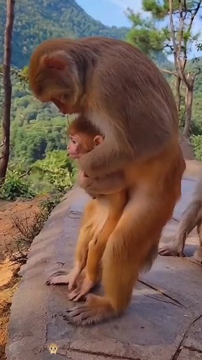 447K views · 2.3K reactions | Adorable baby monkeys daily video  #reel #monkey #wildmonkey #babymonkey #cutemonkey #cutebabymonkey #animals | Adorable Baby | Facebook
