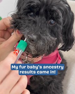 7.4K reactions · 447 shares | Is your dog really a lab mix?  Find out for sure with our Ancestry kit included with your first Barkbox! | BarkBox | Facebook