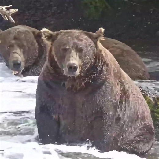 Chunk and Walker look like they could star in a movie together! | explore.org
