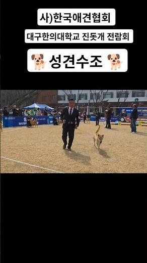 한국애견협회 진돗개 전람회 성견수조 #진돗개전람회 ##한국애견협회 #반려견 #도그쇼 #서천진도 #보름TV