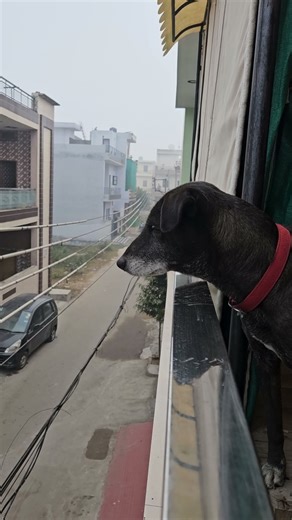 🐶 Morning Curiosity | Dog Looking Out of the Window on a Foggy Day 🌫️