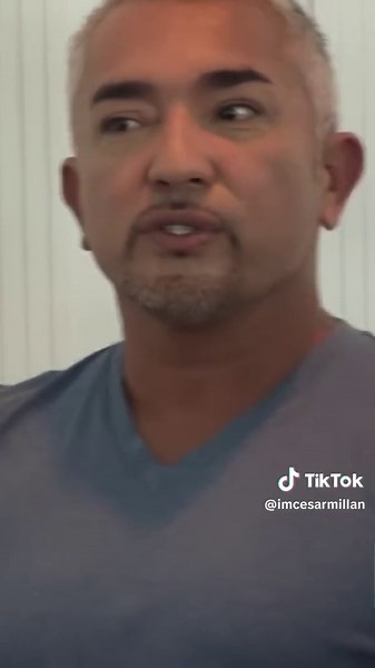 Dealing with Aggressive Poodles: A Pack Leadership Approach