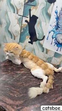 cat with 🐉 dragon cut 172/200 days #youtubeshorts #studywithmeandmycat