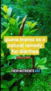 Benefits of Guava Leaves