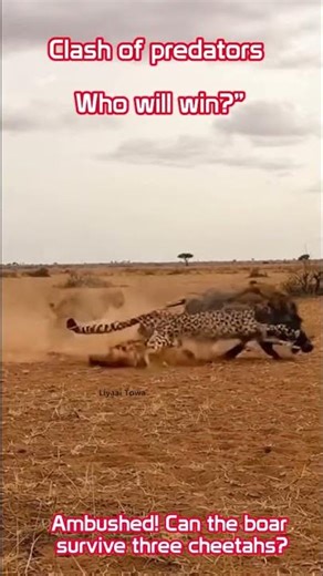 Epic Wildlife Battle: Wild Boar vs 3 Cheetahs – Realistic 4K Predator Fight