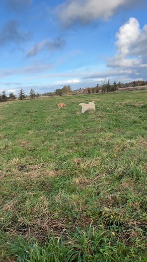 Loui saga❤️ | Hundepension Hopla
