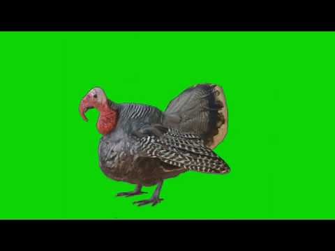 Green Screen Turkey Effects