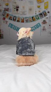 V is very, very extraordinary 🤩 Continuing with my tiny chihuahua outfit of the day series as promised 💪 My outfit of the day is a fuzzy dark grey sweater with a fun sushi themed bow tie 😉 I love, love shrimp sushi 🍣 It’s delicious and since I can’t eat it for now ( I’m on weight gain journey 💪) at least I can still wear it 😆 This is one if my favorite new bow ties, I love the theme and the colour! 🥰 I’ll be definitely styling it with my other tiny dog clothes as well! 🐾 But first let me