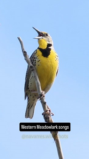 Navarre Marshall | Sounds of the Western Meadowlark 🎶 The flute-like warbles of the Western Meadowlark may be familiar to you if you live in the Midwest or... | Instagram