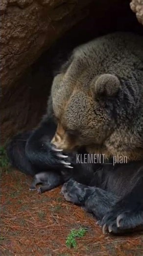 A bear giving birth a powerful moment in the wild#babybear #bear #birthday #viralvideo #viralanimals