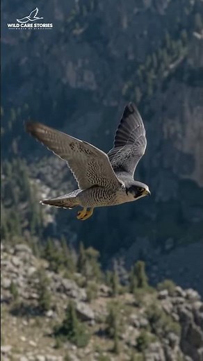 Peregrine Falcon’s Incredible Dive!