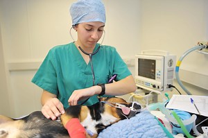 The RVN’s Role in the Oncology Patient