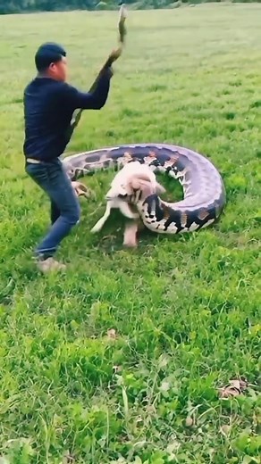 446K views · 1.6K reactions | Man tries to rescue a goat from anaconda  _ _ _ _ _ _ _ #goat #snake #goatvsanaconda #wildanimalsafari #wildlifephotos #wildlifeprotection #wildlifephotos | Creature Chronicles | Facebook