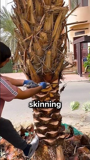 Why Palm Tree Trunks Are Trimmed