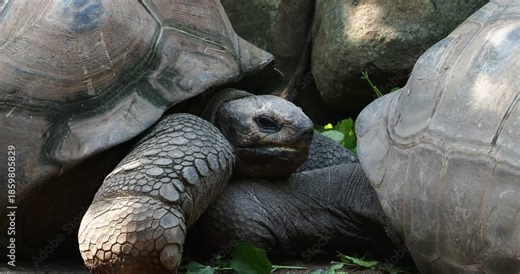 The Aldabra giant tortoise (Aldabrachelys gigantea) on Curieuse island (the site of a successful wild tortoise conservation program) of Praslin island in the Seychelles