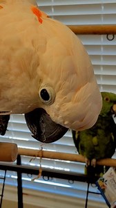 607 reactions · 19 shares | Are you having any fun?  #TikalTheAmazon | Max the Moluccan | Facebook