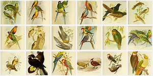 Learn how to download a high quality, full resolution JPEG (for FREE!) from BHL: http://bit.do/HighQualityJPEG | Biodiversity Heritage Library