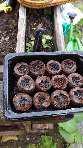 Growing papaya plants from seeds - What should you consider when sowing the seeds? #shorts
