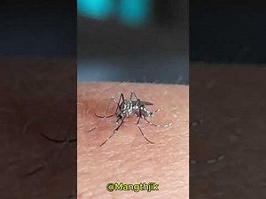 Close-up of a Mosquito Bite on Hand | What Happens When You Get Bitten
