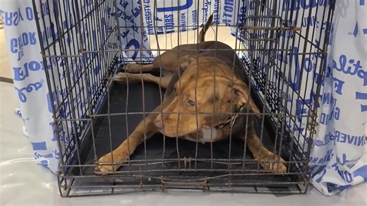 More than 7,000 dogs and cats have been spayed and neutered on island since the SNIP Clinic began three years ago, but what impact has this had on maintaining our stray animal population so far? Matsuki Hirayama joined some local animal lovers and volunteers hoping to find out that progress with the Dog and Cat Population Survey underway this week. | KUAM News