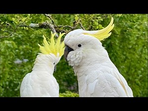 Australia’s Friendliest Most Common Birds LIVE | Sounds and Calls