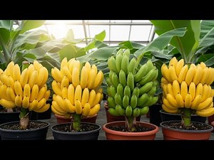 how to grow a banana tree from a banana step by step
