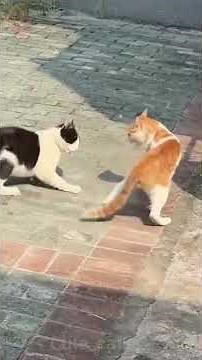 This Is One Of The Craziest Cat Fights Ever! 😱🐾 Wait For The Ending! #catentertainment #adorablecats