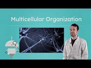 Multicellular Organization - How Cells Form Tissues and Organs