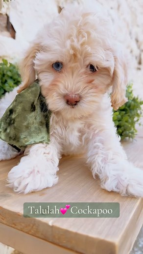 This blonde girls stunning 🩵🩵🩵#puppies #fyp #viral #cockapoo #cockapoopuppy #cockapoolove | Platinum Goldendoodles